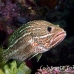 grouper_slender_db_h_0705_png2164.jpg